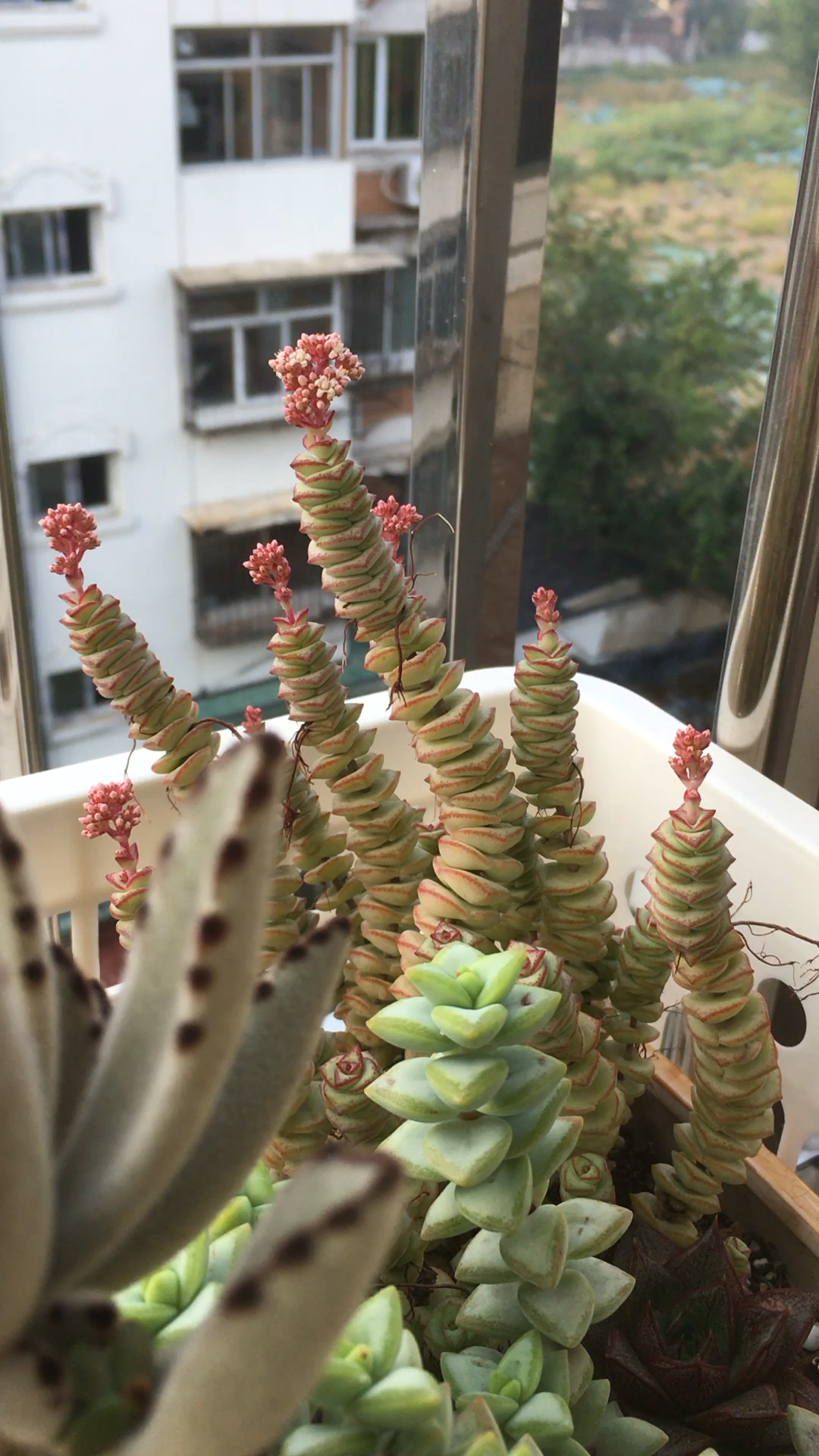 钱串子开花了,是要发财了吗?