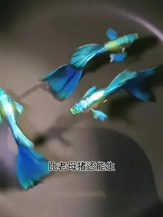 新手养鱼就选杂袍孔雀鱼 色彩绚丽 美如艺术品