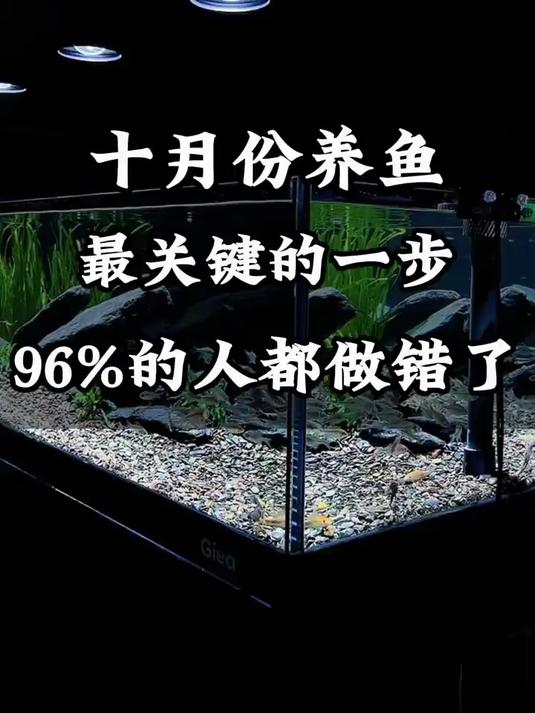 10月份养金鱼，这一步如果做对了，那卖鱼店可都要关门了！