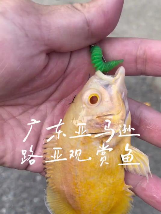 广东亚马逊抓入侵观赏鱼 
