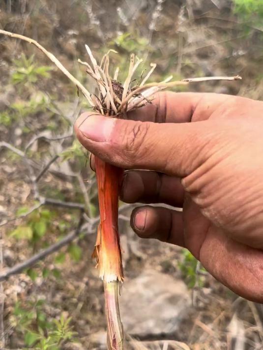 像葱不是葱，还有点韭菜的味道，这玩意儿到底是啥啥啥？好吃