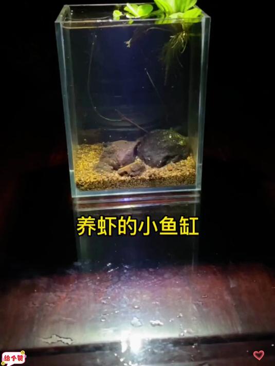 一个小鱼缸 养一只大虾