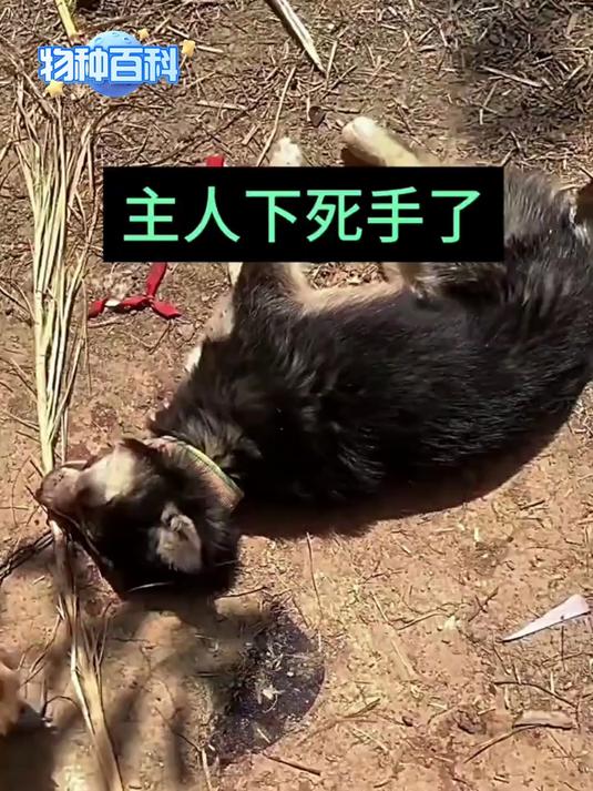 狗狗闯大祸了，它居然把家里养的鸭子全部咬死了，还当场被发现了