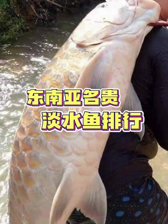 你知道东南亚有哪些名贵的淡水鱼种吗？