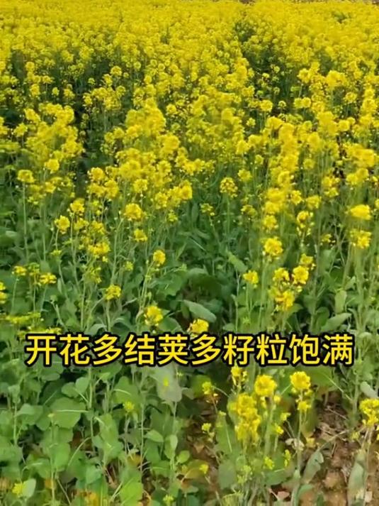 油菜丰产粒粒饱!提高出油率,促花授粉!抗倒伏!增产增收!