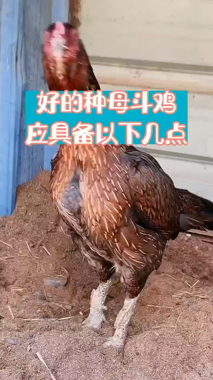 好的种母斗鸡需具备的几点