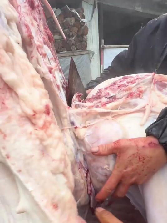 猪肉瘤
