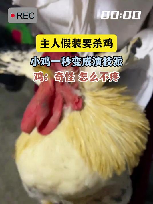 主人假装要杀鸡,小鸡一秒变成演技派,鸡:奇怪 怎么不疼