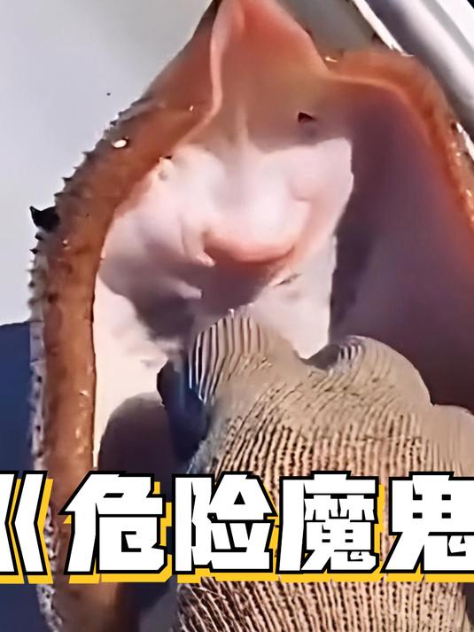 别用手摸魔鬼鱼,看似温顺却暗藏杀机,它尾刺带毒命悬一线!