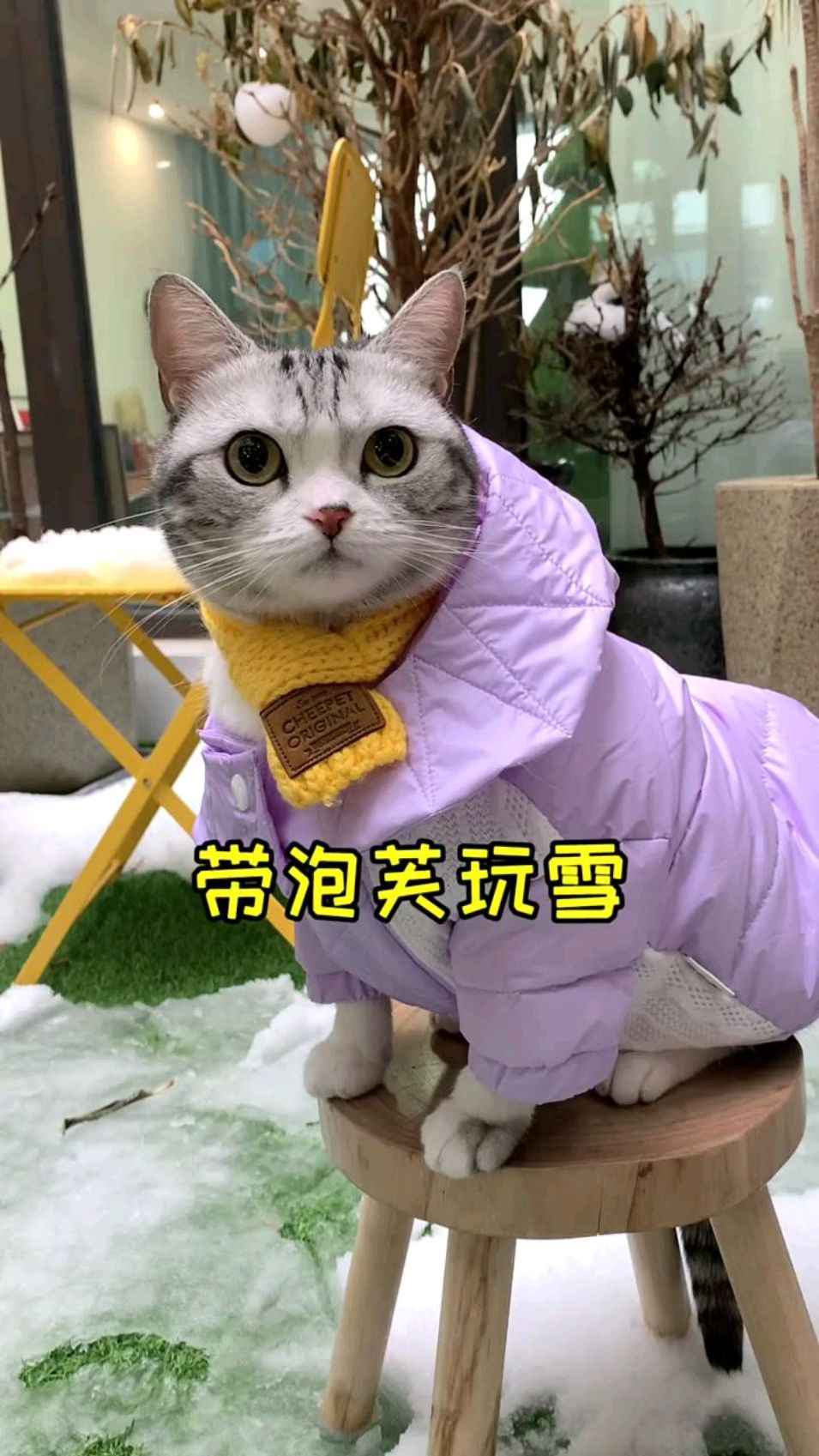 主人带泡芙玩雪,太可爱了吧