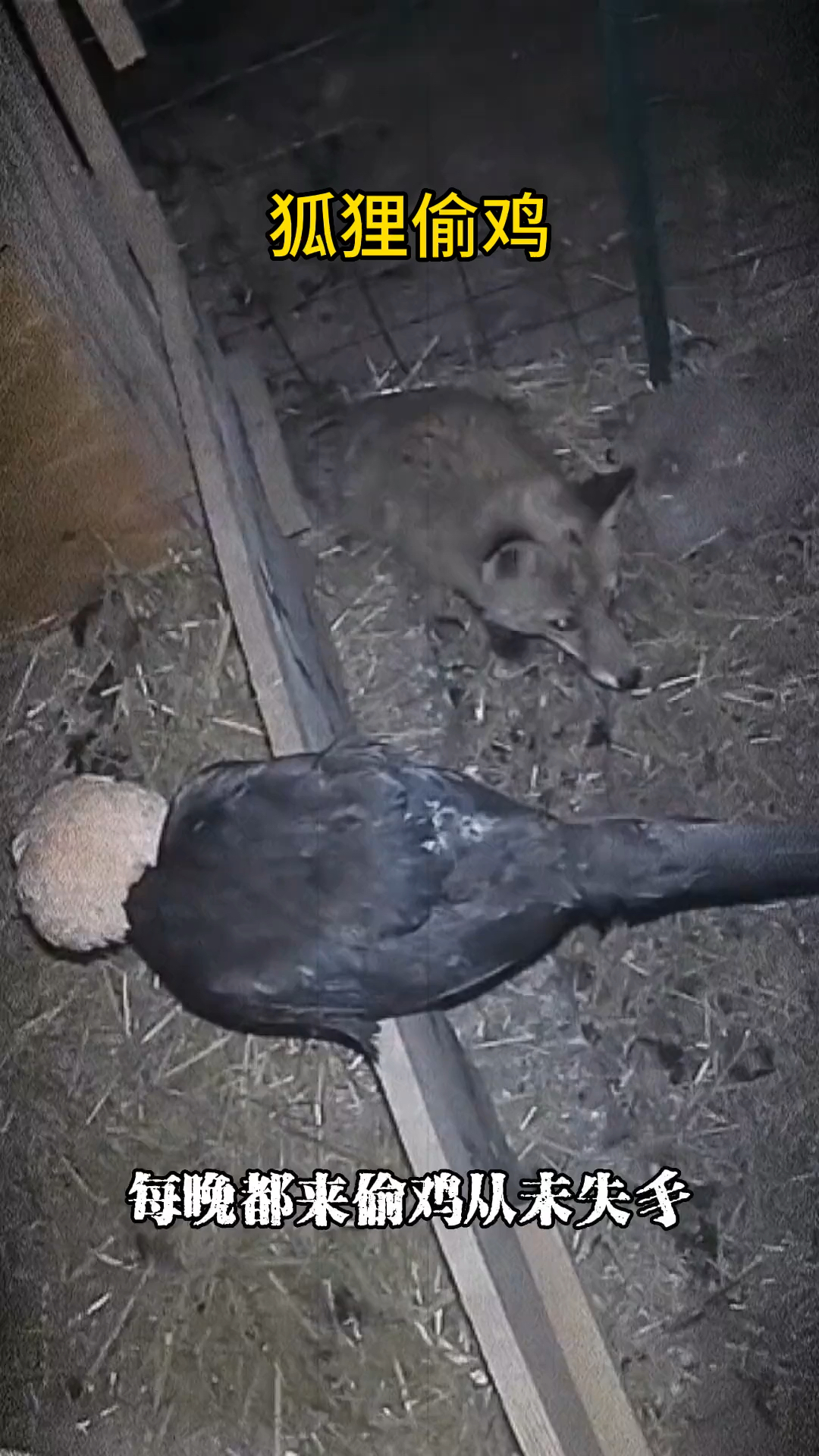 狐狸偷鸡直接一口咬住