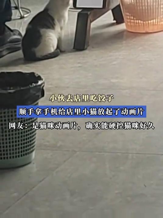 小伙去店里吃饺子，顺手拿手机给店里小猫放起了动画片