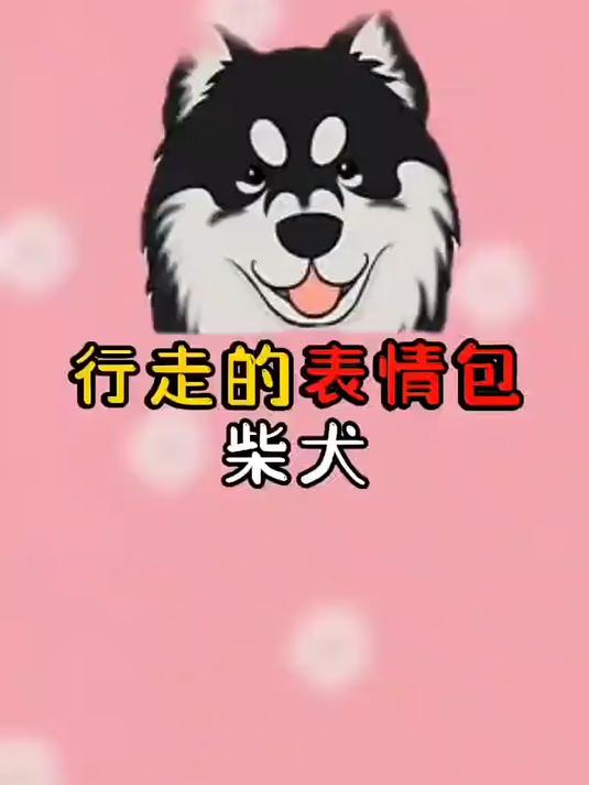 狗界小网红,行走的表情包来了!