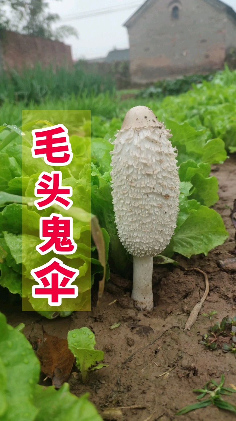 毛头鬼伞,俗称鸡腿菇,可食,味道鲜美,深秋季节很多见。