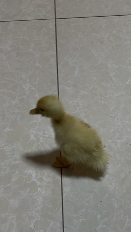 鸭鸭第一天过夜。鸭子是群居动物。如果想给孩子养一个小伙伴记得只能养一只鸭子哦