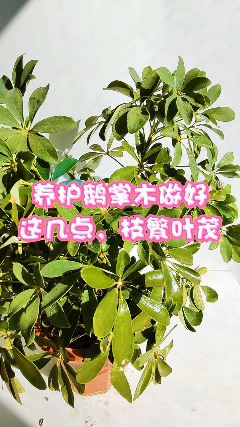 养护鹅掌木做好这几点,枝繁叶茂