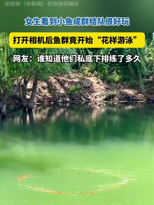 女生看到小鱼成群很好玩，打开相机后，鱼群竟开始“花样游泳”！