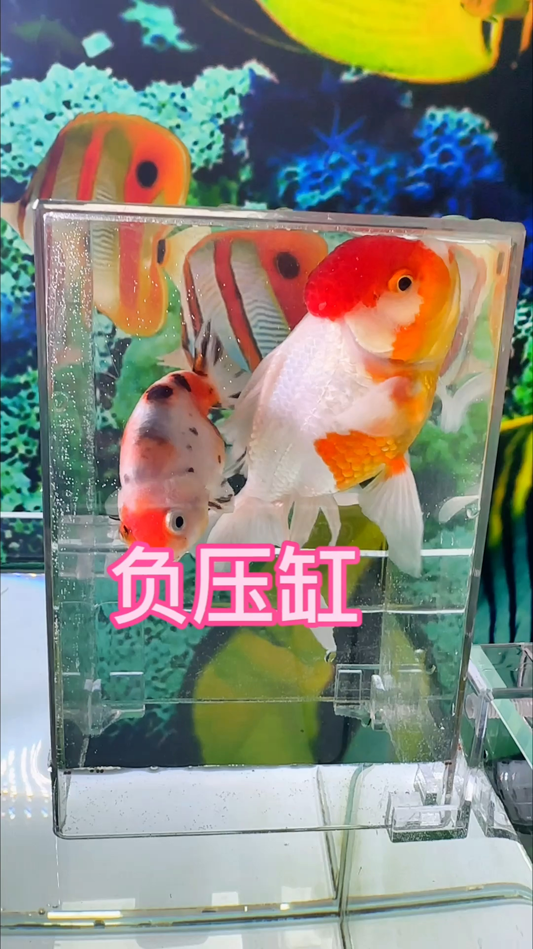 家里有闲置小鱼缸的可以利用起来了,简简单单就能做一个负压缸#水族 #观赏鱼