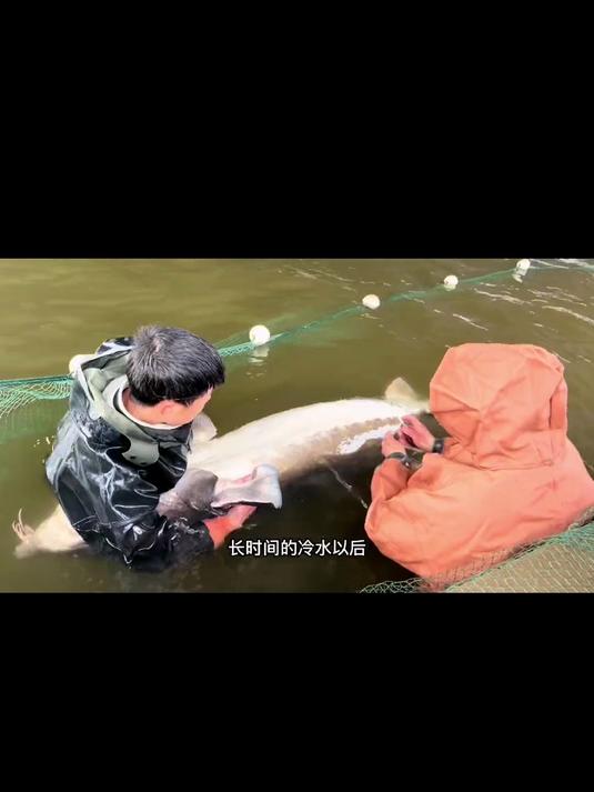 鲟龙鱼如何产卵？一个视频带你了解人工驯养鲟鱼的采卵过程！#记录生活##三农#