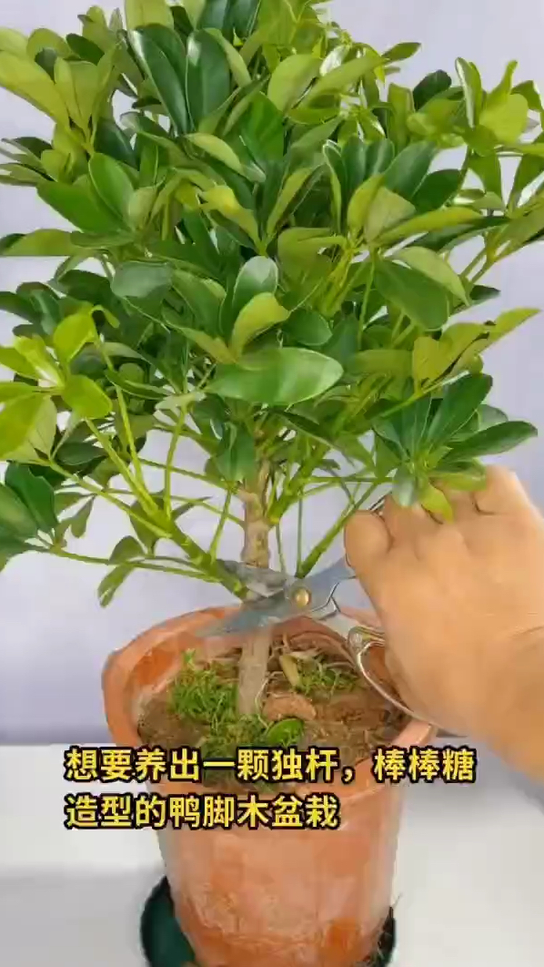 独杆鸭掌木修剪造型