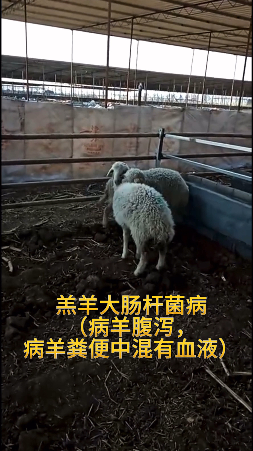 羔羊大肠杆菌病(病羊腹泻,病羊粪便中混有血液)