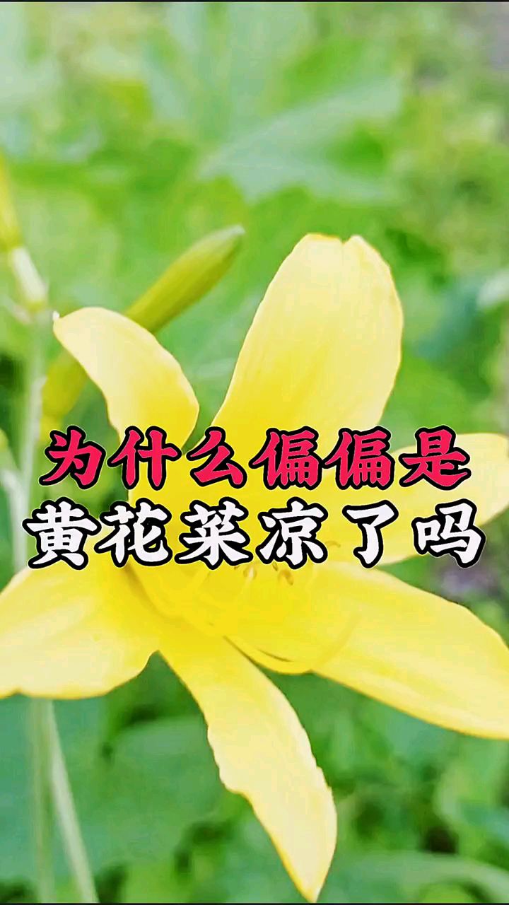 你知道为什么古话说,等你等到黄花菜都凉了,而不是等到西红柿,土豆凉了吗