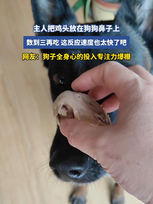 主人把鸡头放在狗狗鼻子上,数到三再吃这反应速度也太快了吧