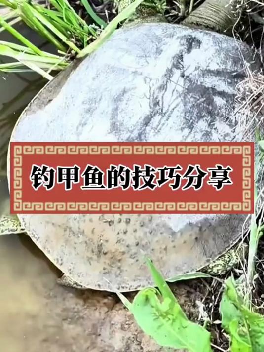 钓甲鱼用这款甲鱼钩线组,质量非常好,让你天天甲鱼吃不完!