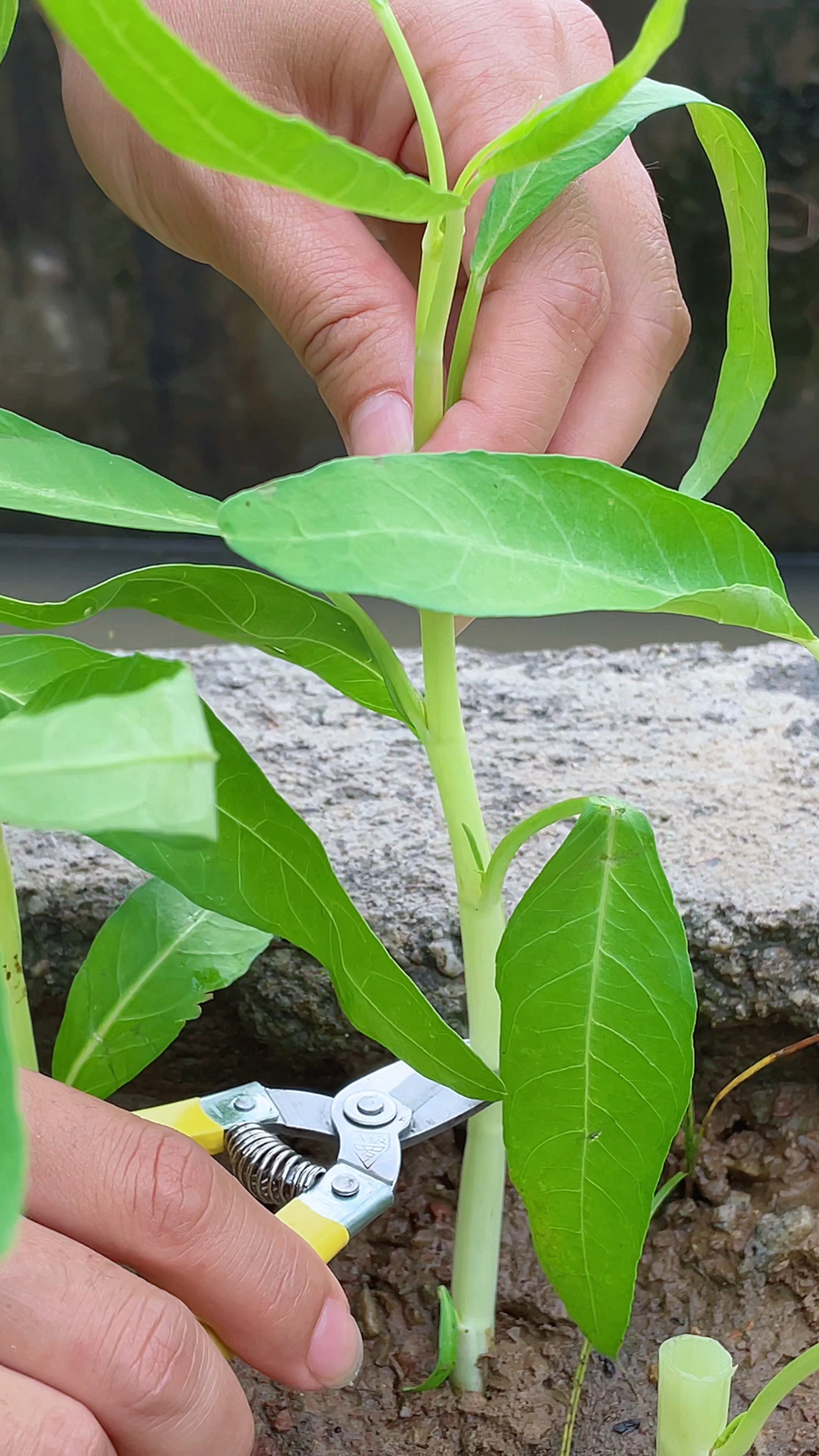 餐桌上常见的普通青菜,空心菜可不简单,你了解吗?
