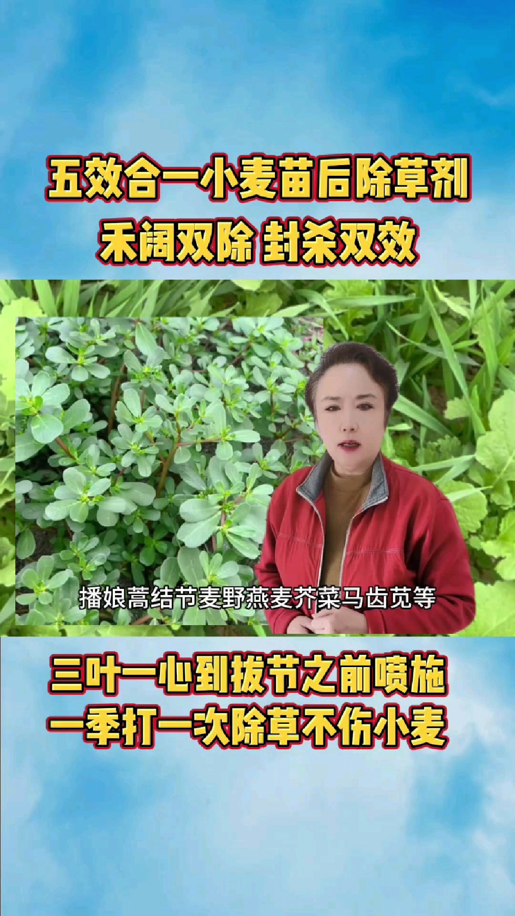 小麦三叶一心到拔节之前 喷施小麦苗后除草剂 节节麦等禾阔双除封杀双效 除草不伤小麦苗