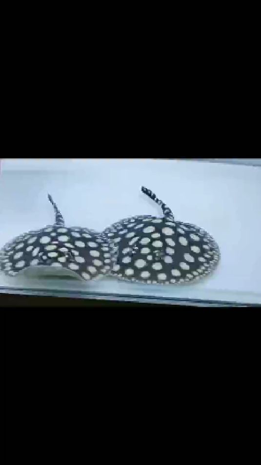 皇冠魟鱼欣赏,解压