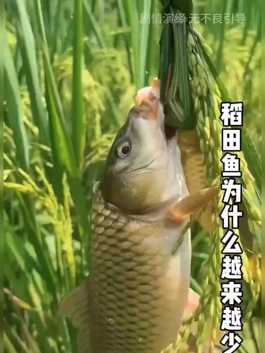 曾经很火的稻田养鱼，现在为什么很少有人养了