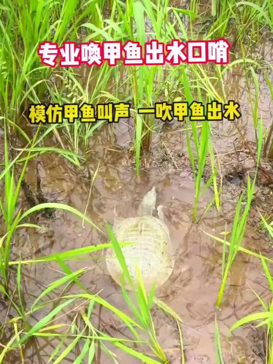 摇摇口哨,甲鱼就出来了,非常好玩
