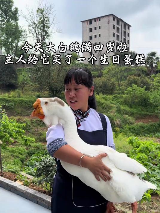 今天是我们家大白鹅的四岁生日,主人给它买了一个生日大蛋糕和一个大西瓜#真实生活记录#