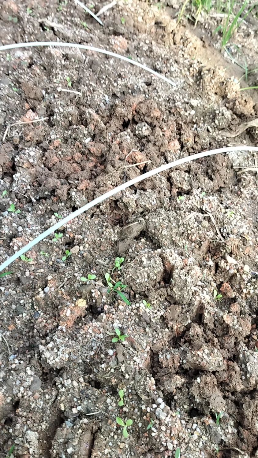 这是油麦菜发芽了吗?第一次种,没有见过它出芽的样子