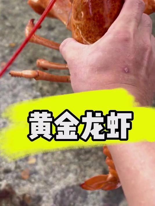 黄金龙虾来了
