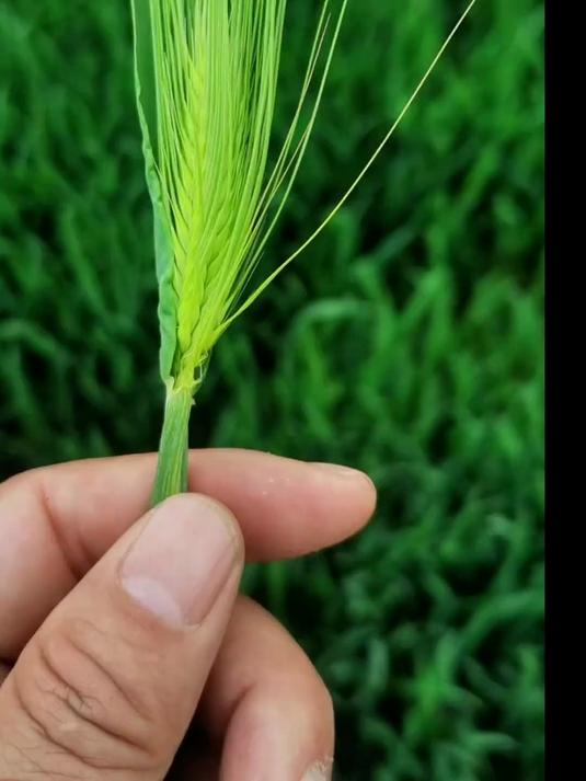 大麦芽 每天认识一种中药材 大麦