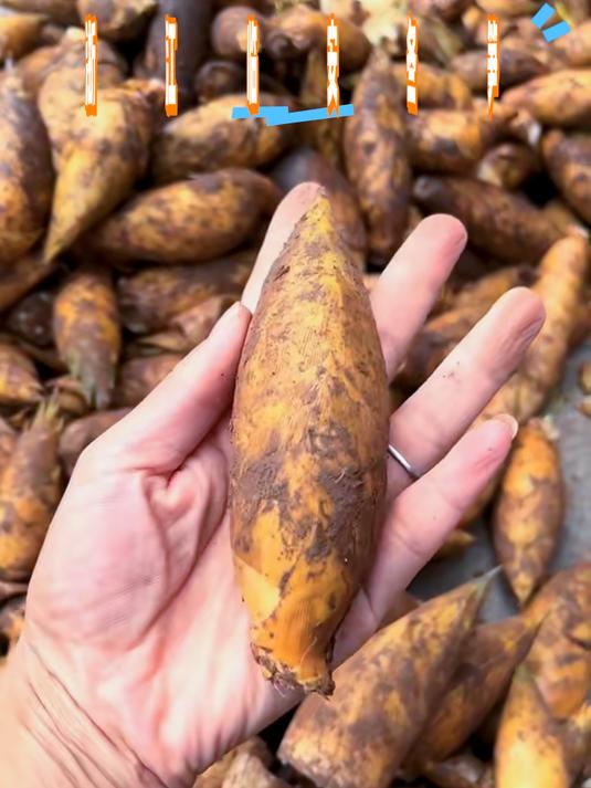 浙江临安高山新鲜冬笋，现挖直发脆嫩可口，不苦不涩低脂健康！