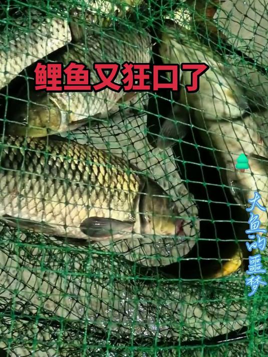 冬季钓鲤鱼，这钓法太牛了，半小时连中3条大鲤鱼！