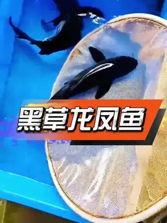 黑草龙凤鱼凭啥让养鱼大佬痴迷?优美高贵太迷人