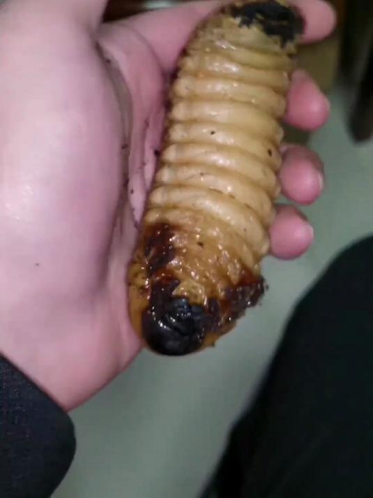 关于白色大肉虫的一生记录 马上就要化蛹啦