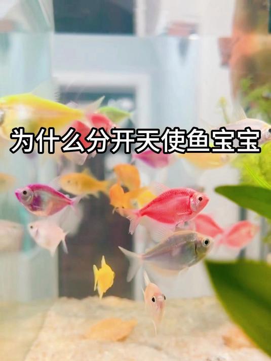 为什么分开天使鱼宝宝
