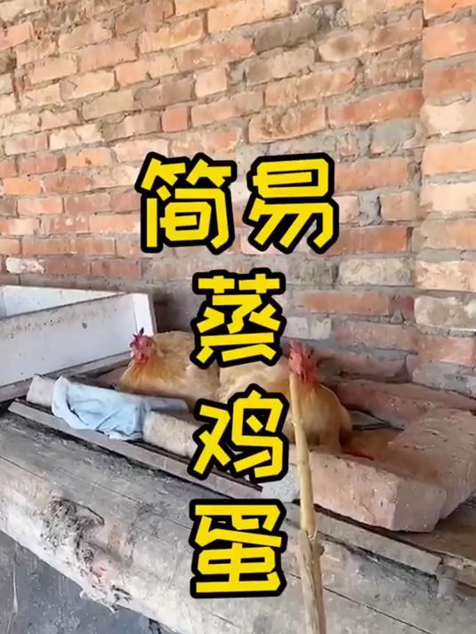 千里迢迢去监督母鸡生蛋