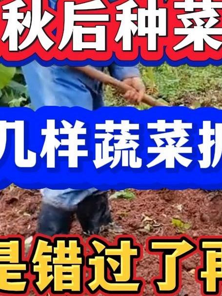立秋过后种菜时间表要是错过了再等一年