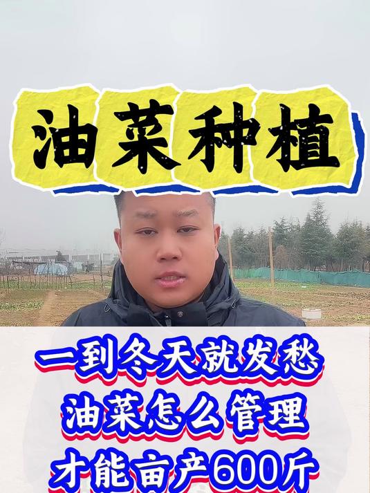 一到冬天就发愁油菜怎么追肥能亩产600斤