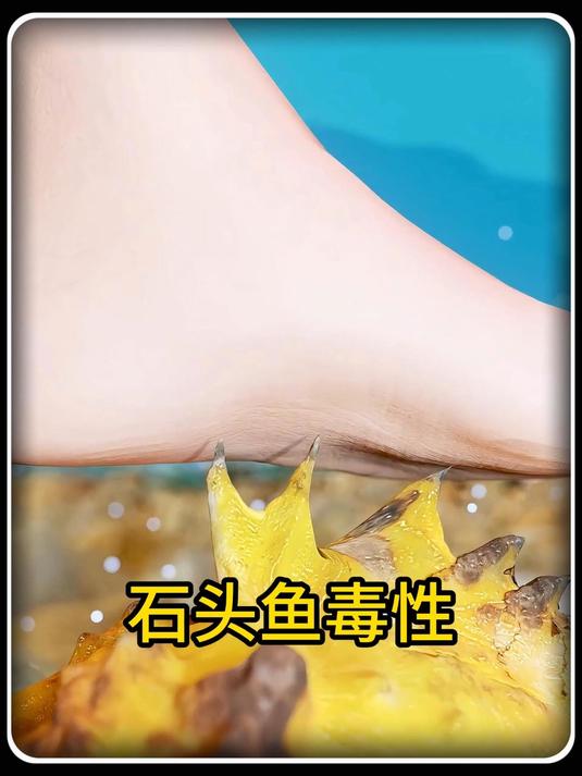 石头鱼毒性