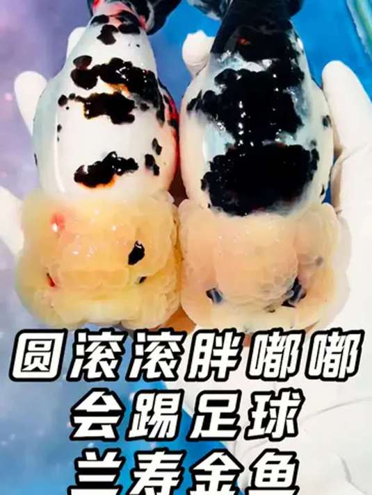 兰寿金鱼好养又好看,招手即来,过年养它正合适