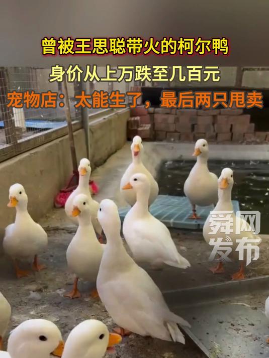 曾被王思聪带火的柯尔鸭身价从上万跌至几百元,宠物店:太能生了,最后两只甩卖