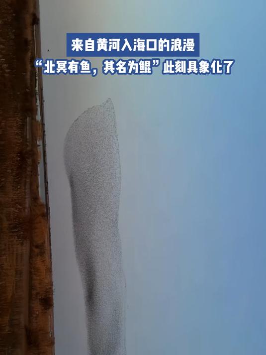 来自黄河入海口的浪漫,“北冥有鱼,其名为鲲”此刻具象化了