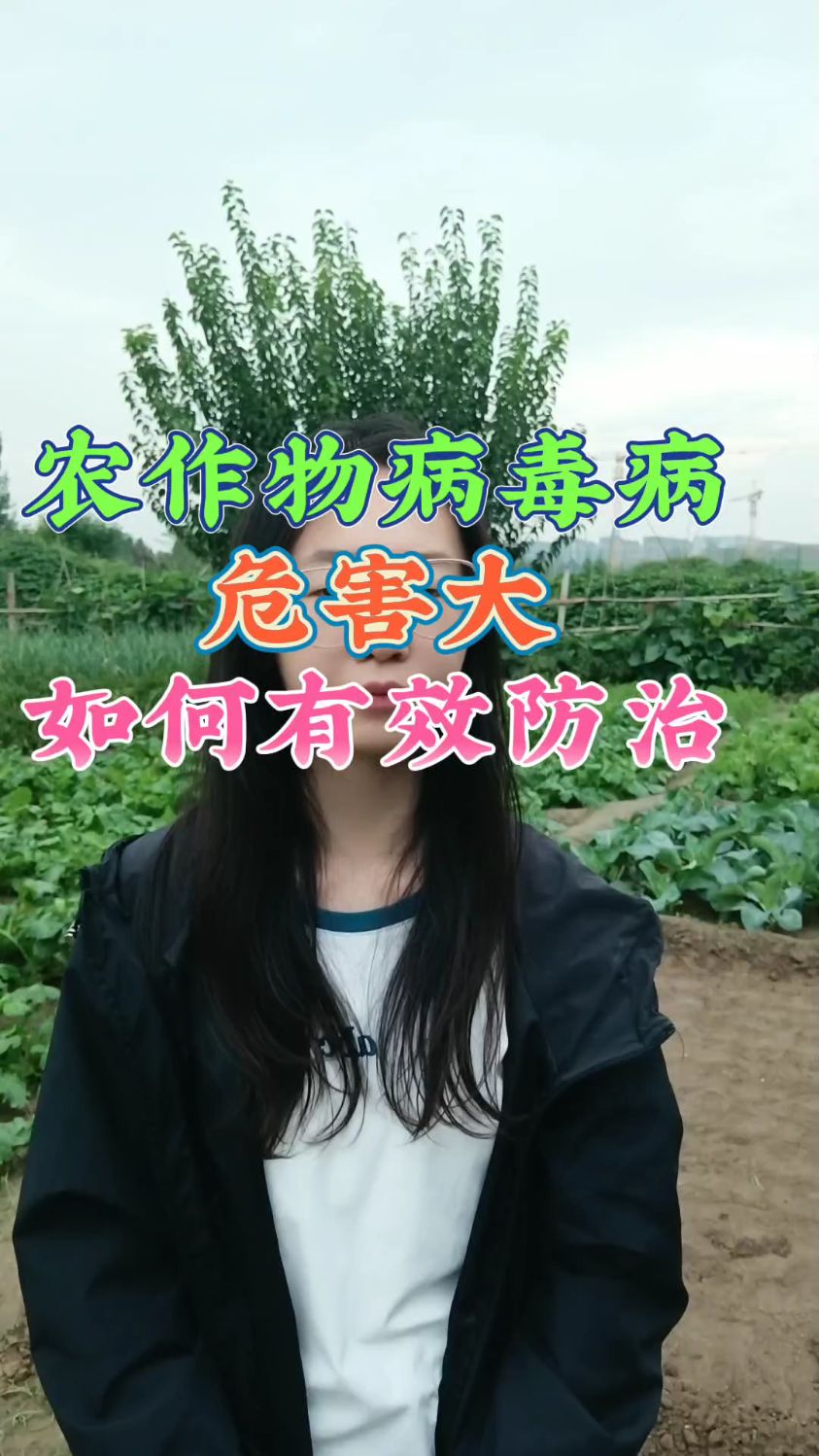 农作物病毒病用什么药?农作物病毒病特效药!农作物病毒病如何防治